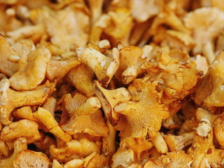 chanterelle chantarelle market