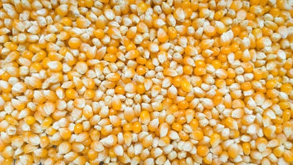 Bulk of corn grains