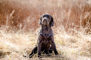 black labrador retriever puppy in yellow grass