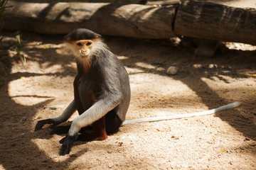 Red-shanked douc langur sitting