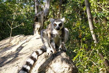 Ring-tailed lemur (lemur catta), madagascar