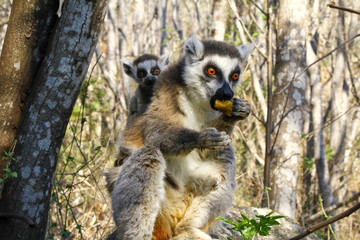 Ring-tailed lemur (lemur catta) and cute cup, madagascar