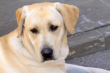 labrador retriver