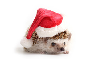 Hedgehog wearing red santa hat. © pandpstock001