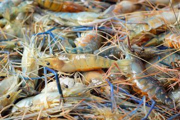 Fresh shrimp in the market