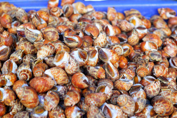 Fresh shellfish at the market