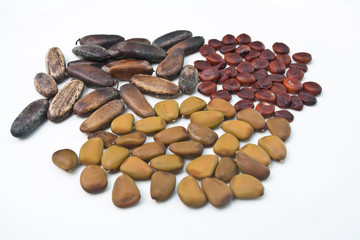 Seed Collection
