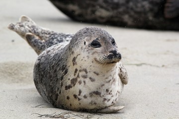 Happy Harbor Seal