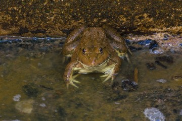 frog at frog farm in Thailand