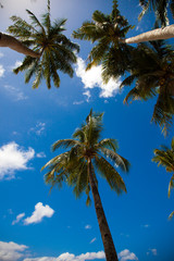 Fototapeta na wymiar Palm trees on the background of a blue sky.
