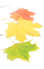 Colorful maple leaves on white background