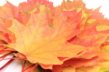 Heap of autumnal maple leaves
