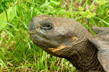 Galapagos Turtle