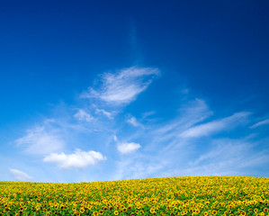 sunflowers