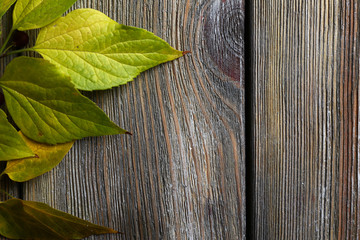 Green leaves on brown wooden background