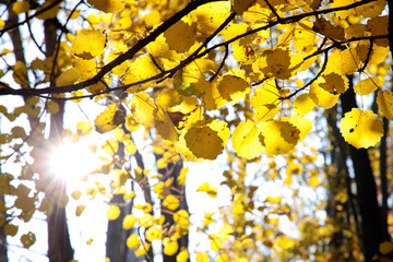 Gelbe Pappel im Herbst