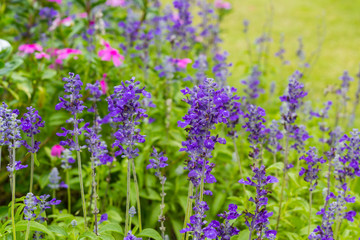 purple violet flowers
