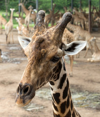 giraffe