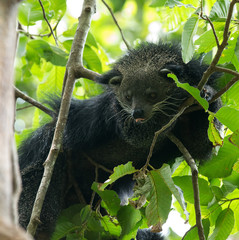 binturong