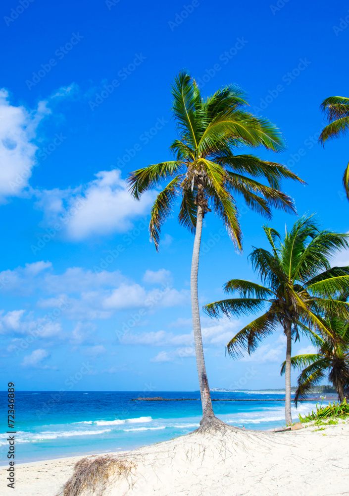 Canvas Prints caribbean beach