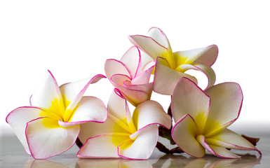 Obraz na płótnie Canvas flowers frangipani