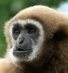gibbon