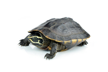 turtle isolated on white background