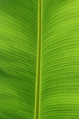 close up showing texture of banana leave