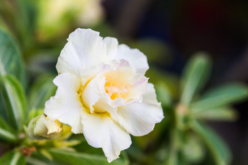 White Desert Rose or Impala Lily tropical flower