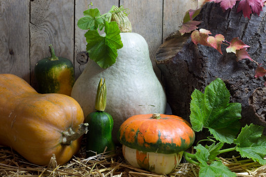 Various Pumpkins in Autumn Still Life on Wooden Background