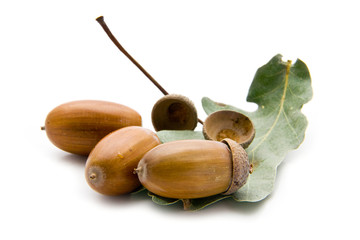 acorns