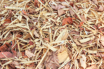 fallen autumn leaves background