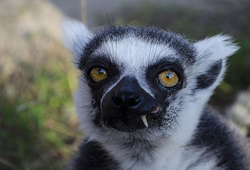 Lemur