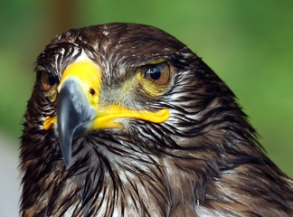 Great Eagle with hooked  beak
