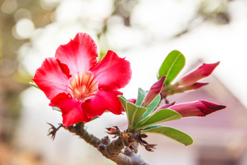 Red Adenium obesum flower