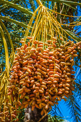Tunisia, organic dates ripening on the palm tree in the Tunisia