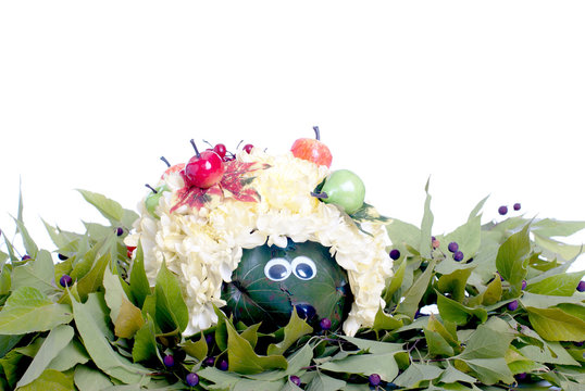hedgehog flower in green leaves with berries on isolated white b