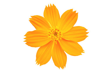 Beautiful cosmos or mexican aster flower on white background