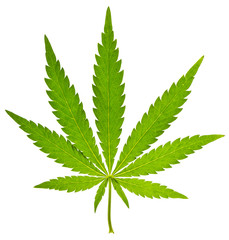 Green leaf of cannabis