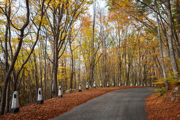 Road in a red autumn forest