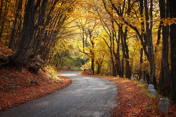 Obraz premium Road in the autumn forest