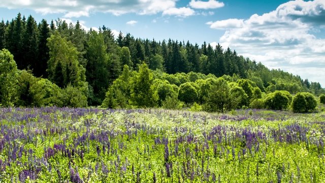 Lupine field
