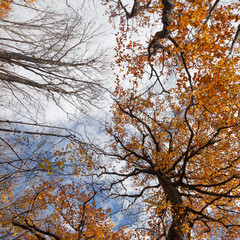 Tall trees with autumn leaves stretch into the sky
