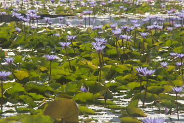 A pond full of water lilies, lotuses - Powered by Adobe