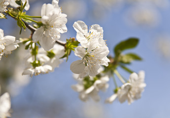 flower of cherry
