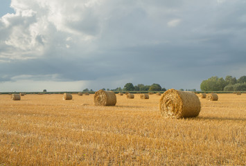 rolls high post-harvest