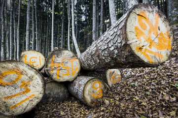tronchi segati in un bosco