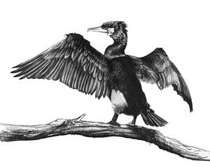 cormorant draw - obrazy, fototapety, plakaty