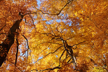 Herbstlicher Buchenwald