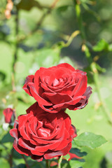 two red fresh rose flowers close up